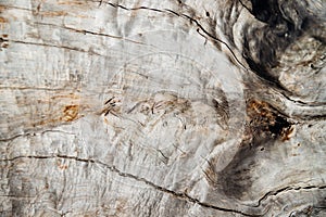 Close-up of tree bark. An old tree. The texture of an uneven and rough wood surface