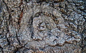 Close-up of tree bark. An old tree. The texture of an uneven and rough wood surface