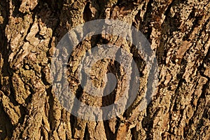 Close-up of a tree bark. Old tree: willow salix alba