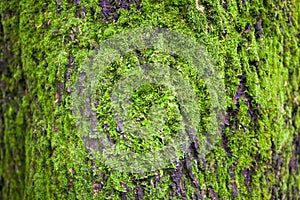 Close up of the tree bark overgrown with moss