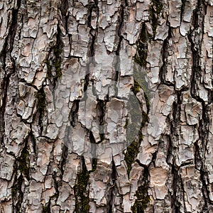 Close up of tree bark with a rough cracked texture.