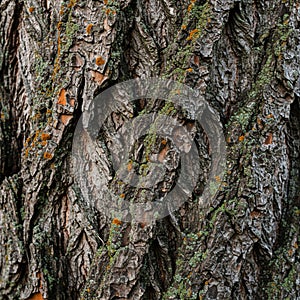 Close-up of tree bark with rough, textured surface. The bark is rugged with vertical photo