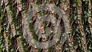 From the families Parmeliaceae or Cladoniaceae that create a