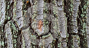 Close-up of tree bark with rough,
