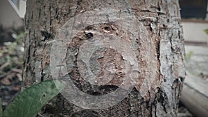 Close-up of tree bark surface. Structured and uneven.