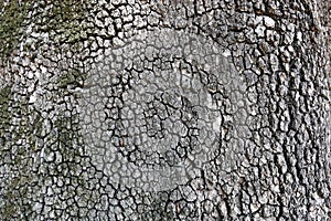 Close up tree bark texture