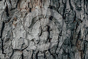 Close up Tree Bark Texture Background