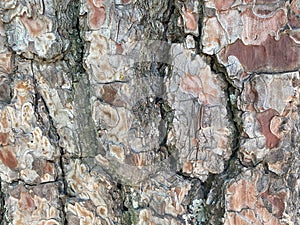 Close up Tree Bark Texture Background