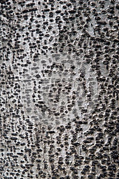 Close-up of tree bark with texture or background of CAESALPINIOIDEAE.