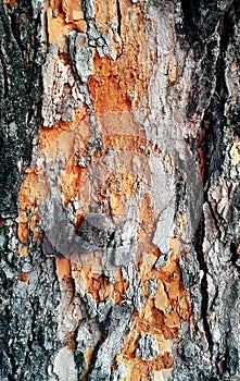 Close up of tree bark texture background