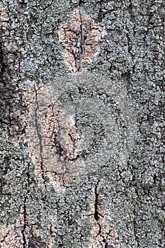 Close Up Tree Bark Texture For Backgrounds or Overlay