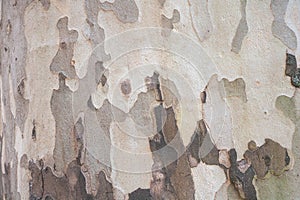 Close-up of the tree bark texture with a camouflage pattern on an Maple tree trunk