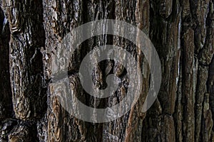 close up tree bark texture. dark brown old texture background. tree crust