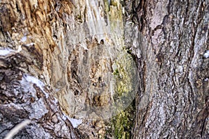 close up tree bark texture. dark brown old texture background. tree crust