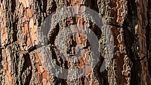 Close up of a tree bark texture featuring rugged deep grooves and cracks