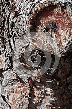 close up of the tree bark, tree knot and pitch on the tree.