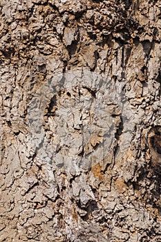 Close up of tree bark on trunk