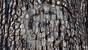 Close up of tree barks texture of a big tree in jungle.