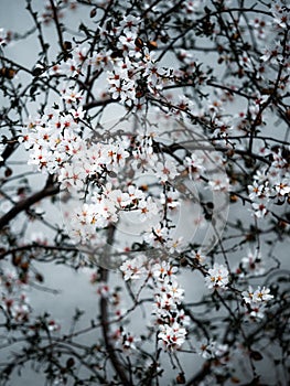close up of tree blossom in spring