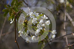 Close-up of tree blossoms