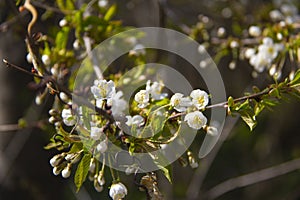 Close-up of tree blossoms