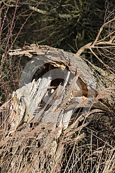 Close-up of a tree blown down in high wind. Forest damage