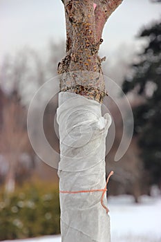 A close up of a tree in the botanical garden wrapped in a cloth to protect it from frost in winter