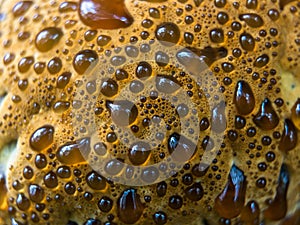 Close-up on tree bracket fungus surface with red condensate droplets