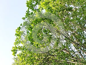 Close Up Of A Tree Branch On Blue Background