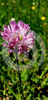 Close Up Of A Tree Branch On Blue Background