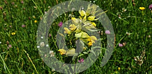 Close Up Of A Tree Branch On Blue Background