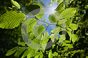 Close up of tree branch with bright green leaves with blue sky and sun shining