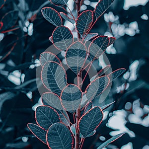 Close-up of a tree branch covered in dark foliage with bright red tips, creating a vibrant contrast