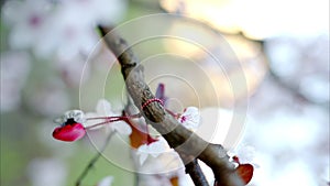 Close-up of a tree branch with flowers i