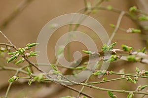 A close up of a tree branch with green leaves and buds