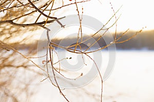 Close-up tree branch on winter frosty day on frozen snow lake, winter background