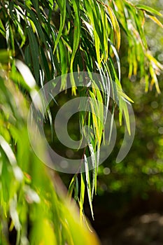 Close-up of tree branches of agonis flexuosa at summer day