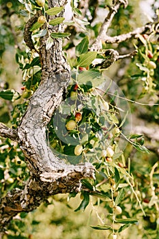 Close-up of tree branches with fruits Zizyphus.