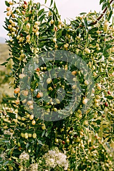 Close-up of tree branches with fruits Zizyphus.