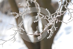 A close-up of a tree branches in hoarfrost against the background of a dark tree trunk in defocus. Text place