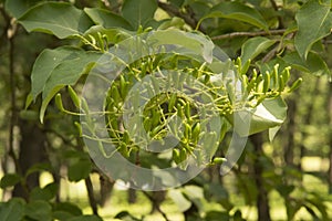 close-up: tree branches with seedpods