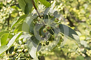 close-up: tree branches with small green wild apples