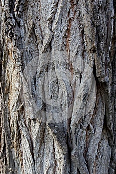 Close up of a tree. Brown tree bark, bark texture. Textures for graphic design and Photoshop