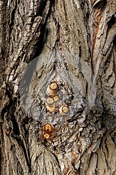 Close up of a tree. Brown tree bark, bark texture. Textures for graphic design and Photoshop