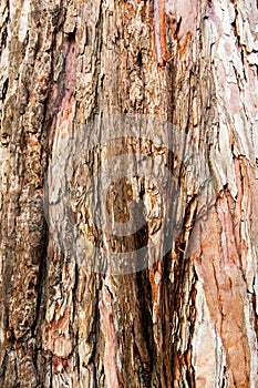 Close up of a tree. Brown tree bark, bark texture. Textures for graphic design and Photoshop