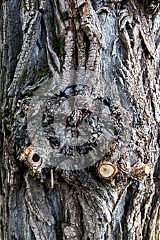 Close up of a tree. Brown tree bark, bark texture. Textures for graphic design and Photoshop