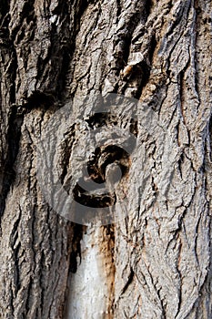 Close up of a tree. Brown tree bark, bark texture. Textures for graphic design and Photoshop