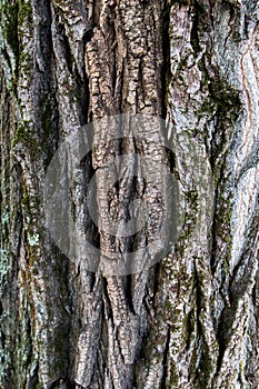 Close up of a tree. Brown tree bark, bark texture. Textures for graphic design and Photoshop