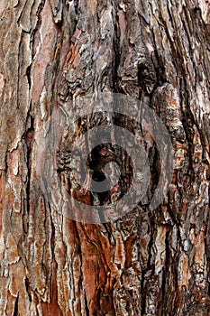 Close up of a tree. Brown tree bark, bark texture. Textures for graphic design and Photoshop