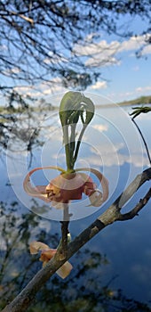 Close-up tree bud against beautiful blue sky and cloud background reflecting in the water